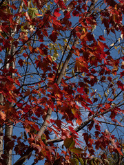 red maple leaves