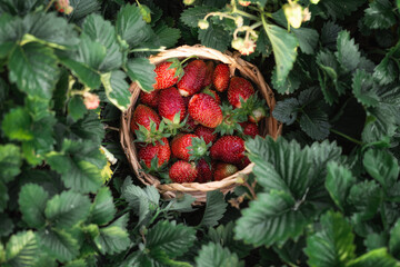 Small wicker basket full of ripe strawberries on a background of leaves. Field for self-harvesting berries. Red berries close-up, top view.