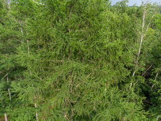 Fototapeta premium Spruce green young trees branches fur close-up in forest, aerial view from drone. Evergreen pine trees summer nature