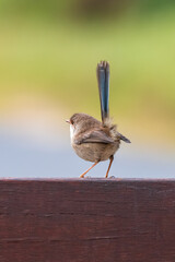 Little Fairy-wren tail feathers