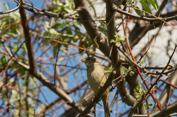 Female House Sparrow in a Tree