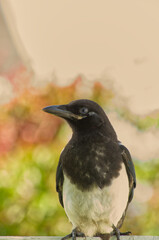 Close up of a Fledging Magpie