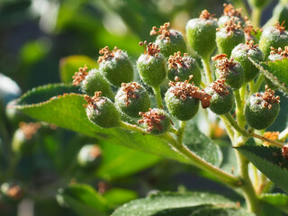 Green Chokeberry in the Spring