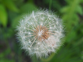 White Dandelion in the Spring