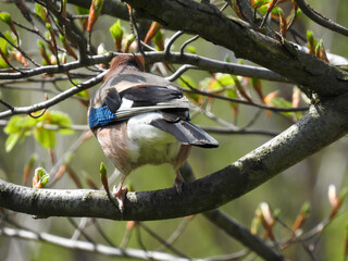 Garrulus glandarius Eurasian jay, jay, acorn jay - a species with the diameter of a bird from the crow family, inhabiting Eurasia and North-West Africa.