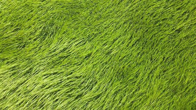 Green agricultural wheat field close up. Drone or aerial top down view over green wheat field. 4k resolution video. Spikelets of ripe wheat sway in the wind