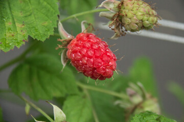 Raspberry