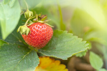 Natural light. vegetable garden, garden bed. Red strawberries grown at home without the use of chemical fertilizers.