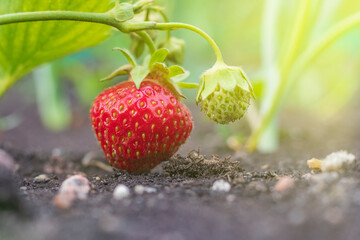 Natural light. vegetable garden, garden bed. Red strawberries grown at home without the use of chemical fertilizers.