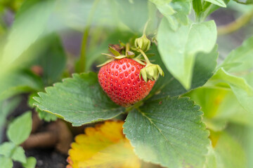 Natural light. vegetable garden, garden bed. Red strawberries grown at home without the use of chemical fertilizers.