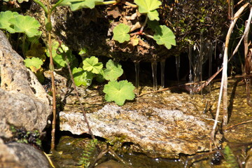 Gemüsegarten im Sommer