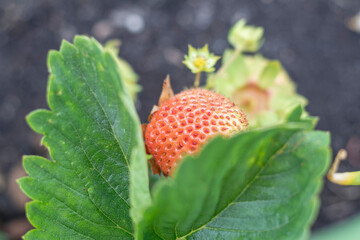 Natural light. vegetable garden, garden bed. Red strawberries grown at home without the use of chemical fertilizers.