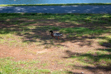 duck at a lake