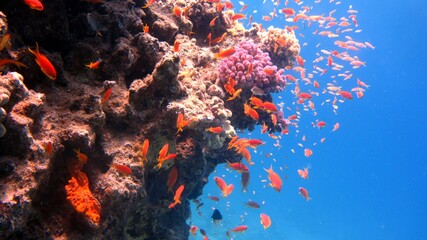 Fototapeta na wymiar red coral reef