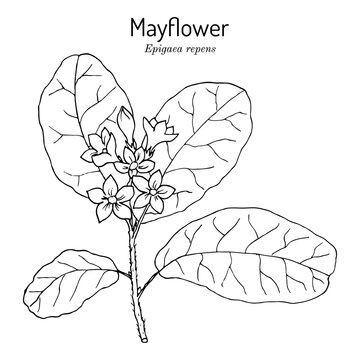 Mayflower or trailing arbutus Epigaea repens , state flower of Massachusetts