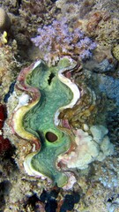Clam shell underwater
