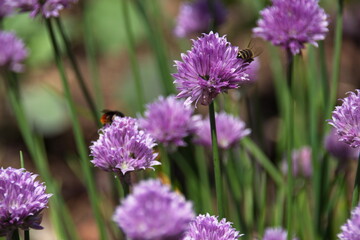 Gemüsegarten im Sommer
