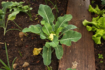 Gemüsegarten im Sommer