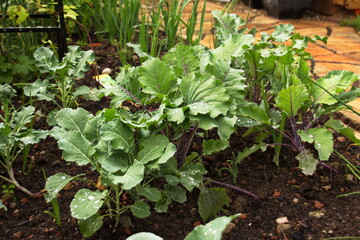 Gemüsegarten im Sommer