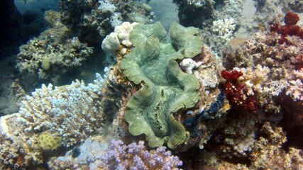 Fototapeta na wymiar giant green clam shell