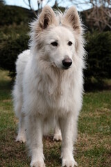 Swiss Shepard in the garden 