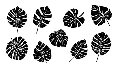Tropical plant monstera leaves set. Black hand drawn vector isolated on white background.