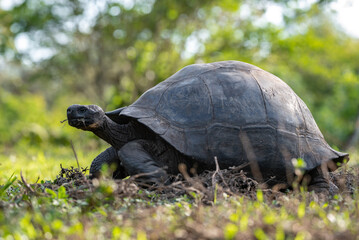 Galapagos tortoise walking slowly across grass