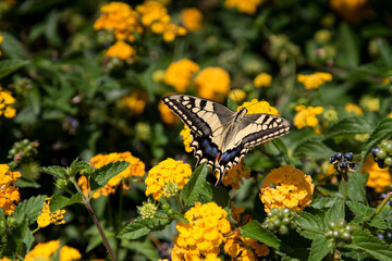 Swallowtail Butterfly  flying above a lantana camara yellow flower. Papilio machaon. 