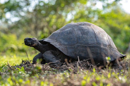Galapagos tortoise walking slowly across grass