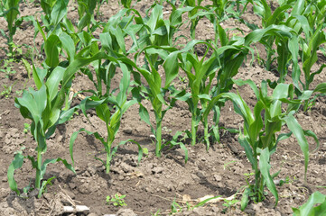 Young corn grows on the farmer's field.