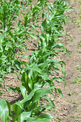 Young corn grows on the farmer's field.