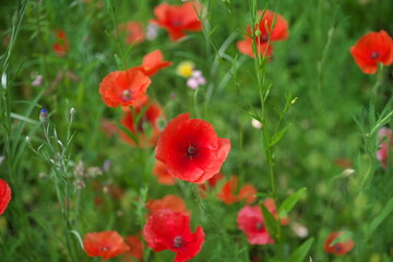 Fototapeta premium Blumenwiese, Blumen, Garten, Bienen, Mohn, Mohnblume, Feldblumen, Bienenfreundlich, Bienennahrung, Honig