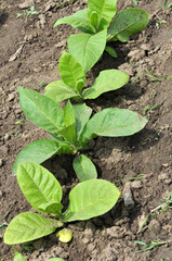 Leaves and stems of tobacco