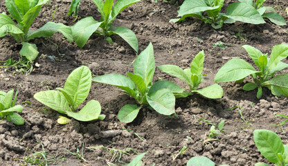 Leaves and stems of tobacco