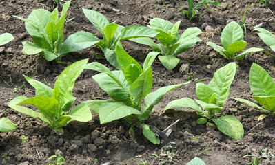 Leaves and stems of tobacco