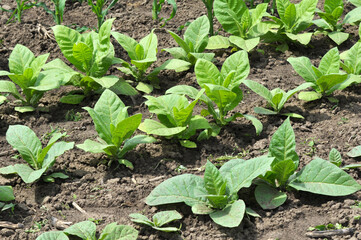 Leaves and stems of tobacco