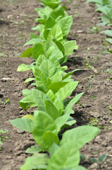 Leaves and stems of tobacco