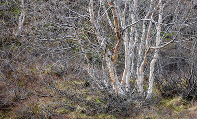 Silver birch trees in woodlands of Iceland during spring time