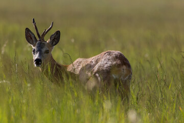 Male goat European Roe Deer Capreolus capreolus walks on a green meadow in the Stawy Milickie...