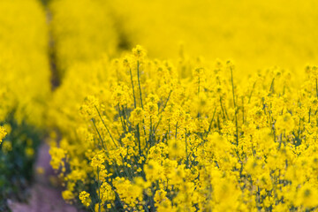 Beautiful rapeseed field sunset, with clouds, panorama, Poland