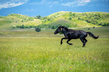 Black horse run in the meadow with yellow flowers. Black horse runs on a bloomy green field on mountain and clouds background.