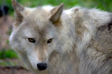 White Wolf Sad Eyes