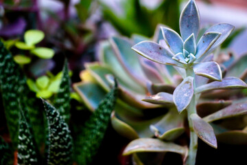 Fototapeta na wymiar Succulents up close 
