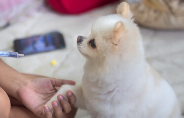 The doctor  to give the puppy pills.Pomeranian white