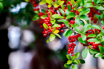 red berries on a tree