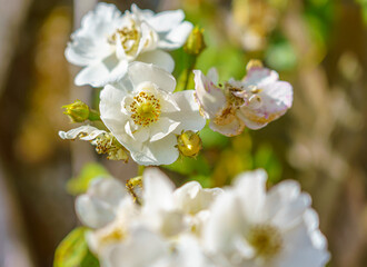 a beautiful bunch of white hedgerow roses (Rosa alba semi-plena) growing wild on Salisbury Plain, Wiltshire