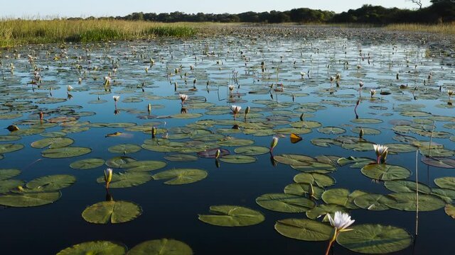 Aerial close-up fly over view of a large patch of beautiful water lilies on the waterways of the Okavango Delta