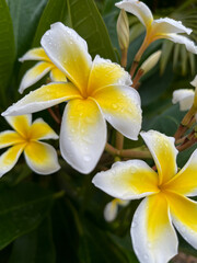 Tropical plumeria closeup: yellow and white