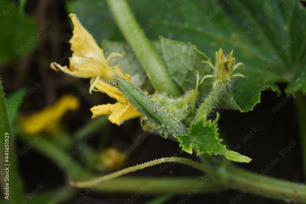 Sticker cucumber cultivation and harvesting in the kitchen garden.