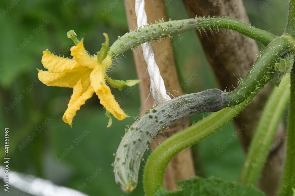 Canvas Prints Cucumber cultivation and harvesting in the kitchen garden.